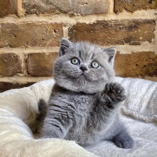 Gatti British shorthair