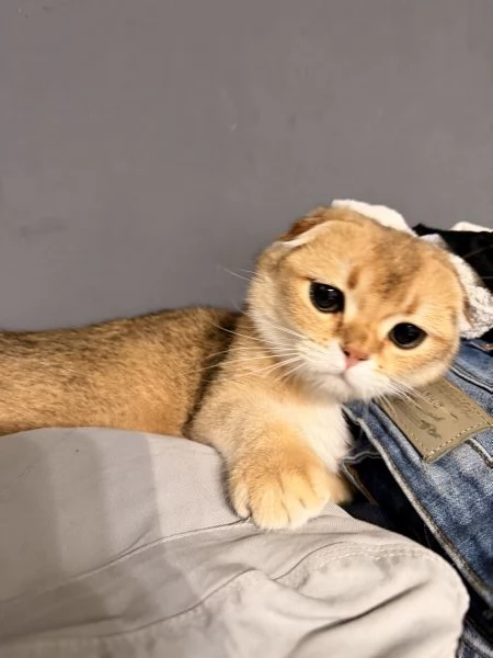 Cucciolo Scottish Fold