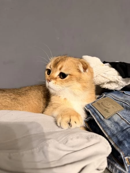 Cucciolo Scottish Fold | Foto 3