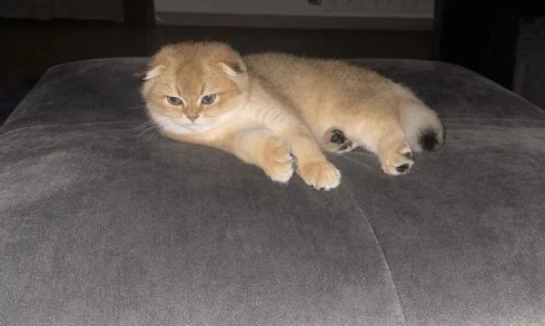 Cucciolo Scottish Fold | Foto 1