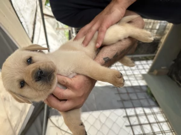 Labrador retriever