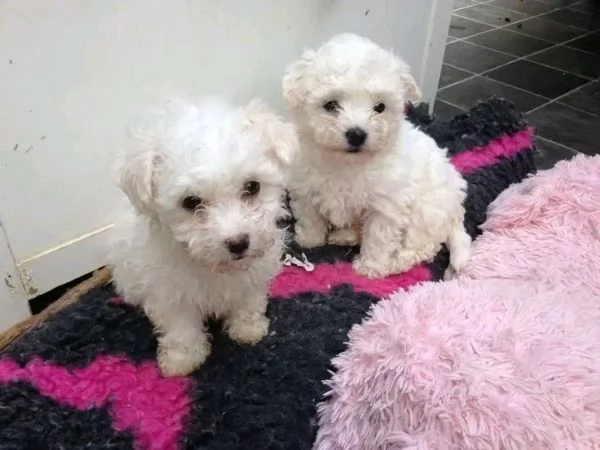 Cuccioli di Bichon Frise di 12 settimane disponibili 
