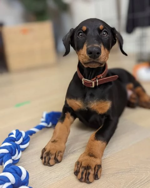 Razza Doberman Pinscher Fascia det Cuccioli Sesso Maschio e femmina | Foto 2
