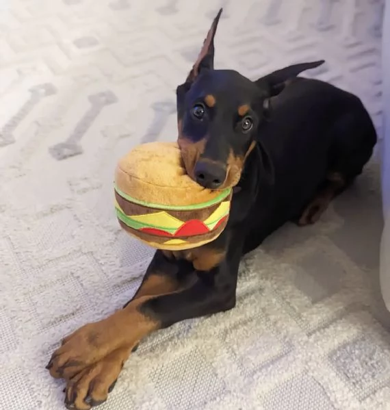 Razza Doberman Pinscher Fascia det Cuccioli Sesso Maschio e femmina | Foto 1