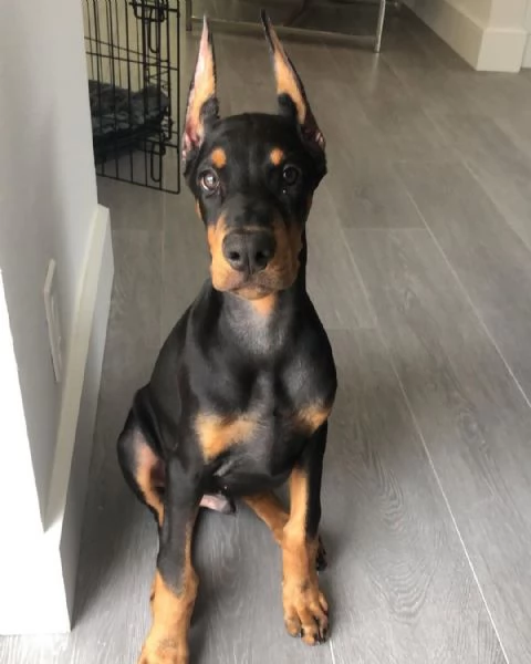 Cuccioli di razza pura Doberman Pinscher  | Foto 1