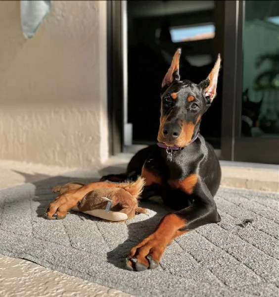 Cuccioli di razza pura Doberman Pinscher  | Foto 0