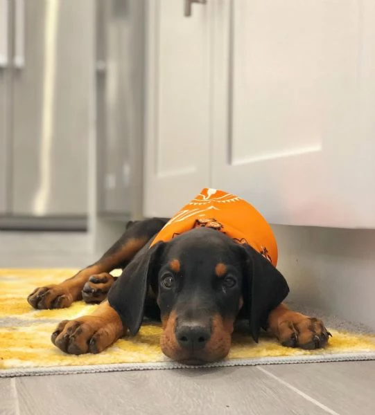 Cuccioli di razza pura Doberman Pinscher 
