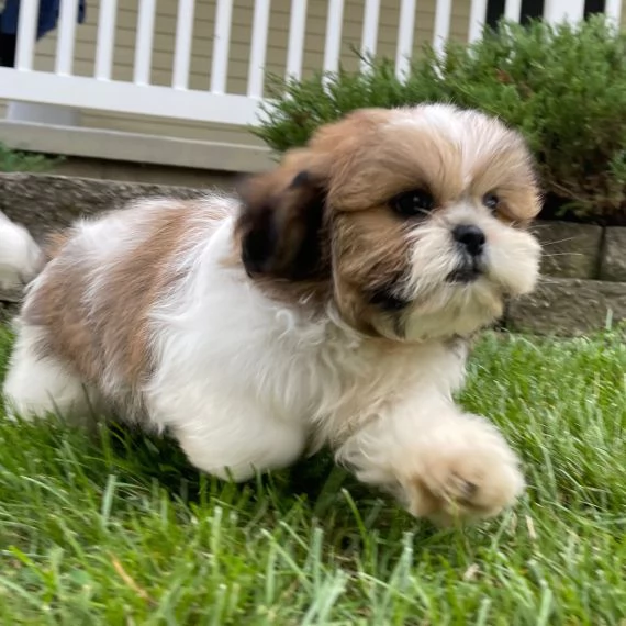 REGALO Cuccioli Shih Tzu avente  Primi vaccini Passaporto Libretto sanitario Microchip Possibil