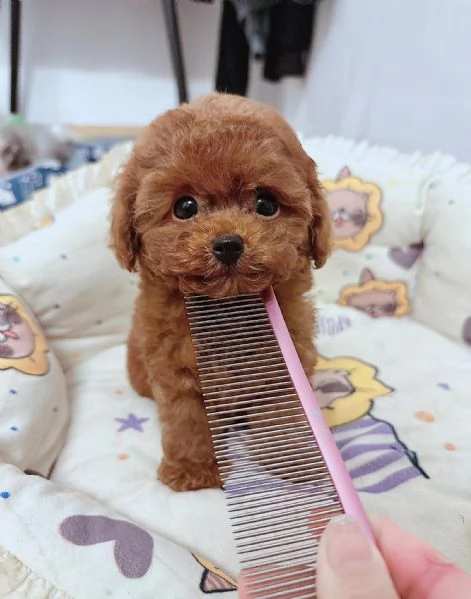 Cuccioli di barboncino toy | Foto 0