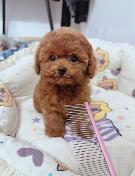 Cuccioli di barboncino toy