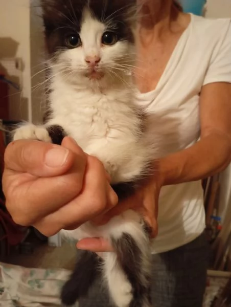 Gattino pelo lungo  | Foto 0