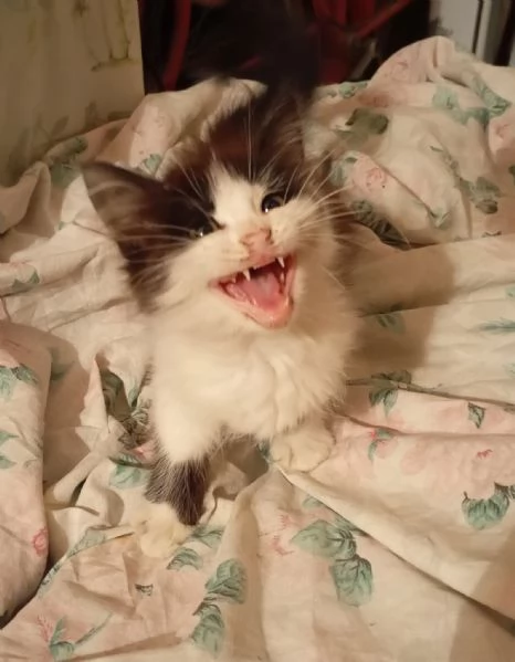 Gattino pelo lungo 