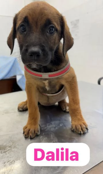 Adotta un cucciolo | Foto 4