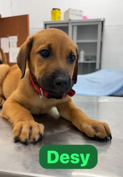 Adotta un cucciolo | Foto 3