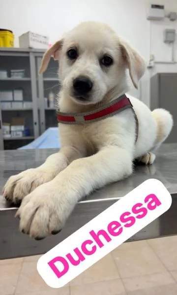 Adotta un cucciolo | Foto 0