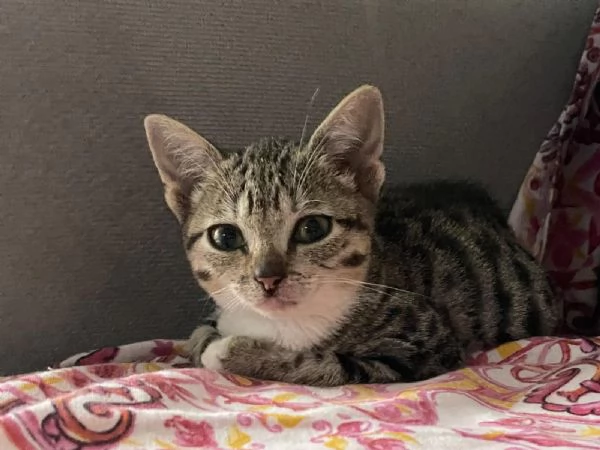Gattina in adozione 