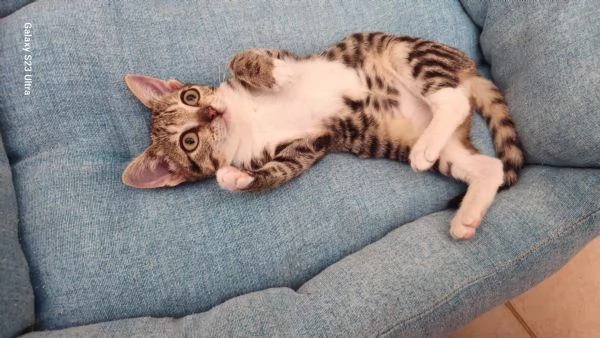 Gattina in adozione  | Foto 0