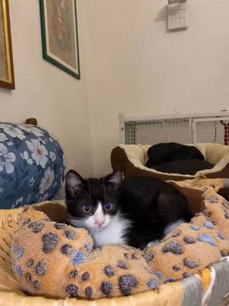 Timmy un adozione speciale  | Foto 3