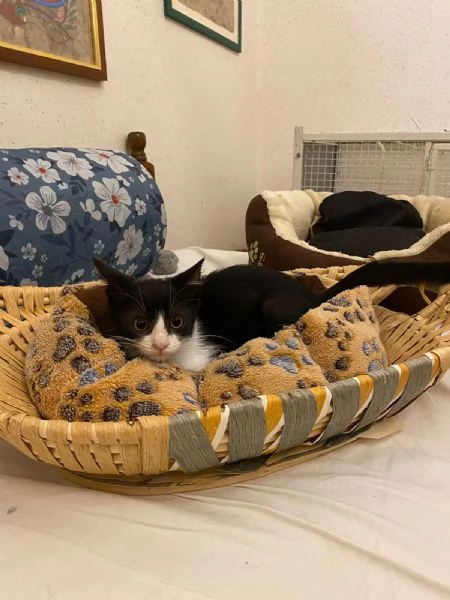 Timmy un adozione speciale  | Foto 2