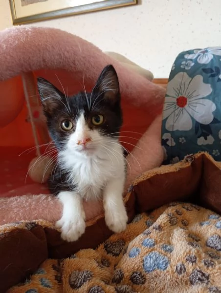 Timmy un adozione speciale 