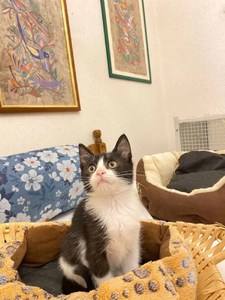 Timmy un adozione speciale 