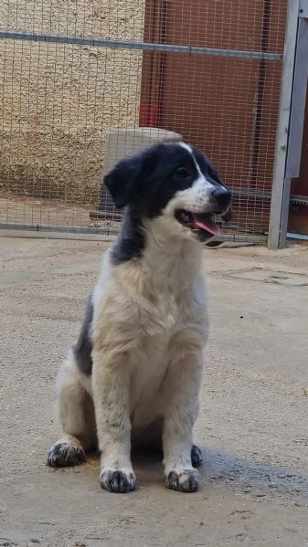 Un meticcio in regalo 