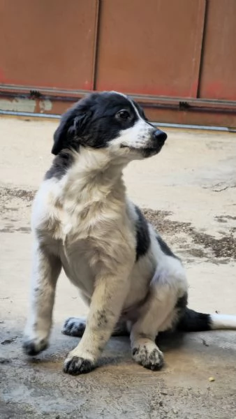 Un meticcio in regalo  | Foto 2