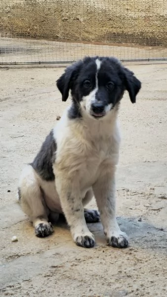 Un meticcio in regalo  | Foto 1