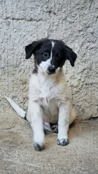 Un meticcio in regalo  | Foto 0