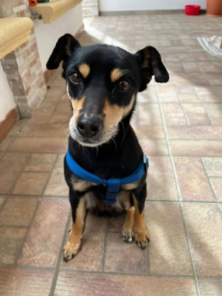 Nina cane  Taglia piccola 