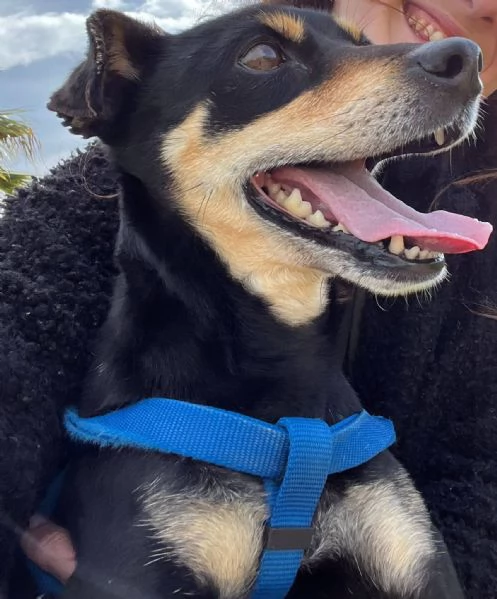 Nina cane  Taglia piccola  | Foto 1