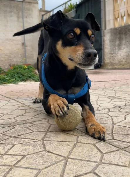 Nina cane  Taglia piccola  | Foto 0