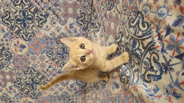 Gattino 2 mesi