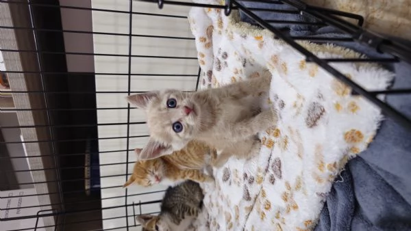 Gattino 2 mesi | Foto 0