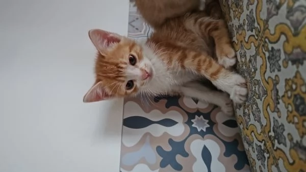 Gattino  2 mesi in regalo 