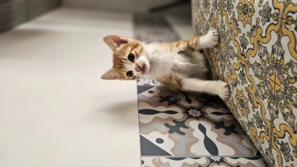 Gattino  2 mesi in regalo  | Foto 2