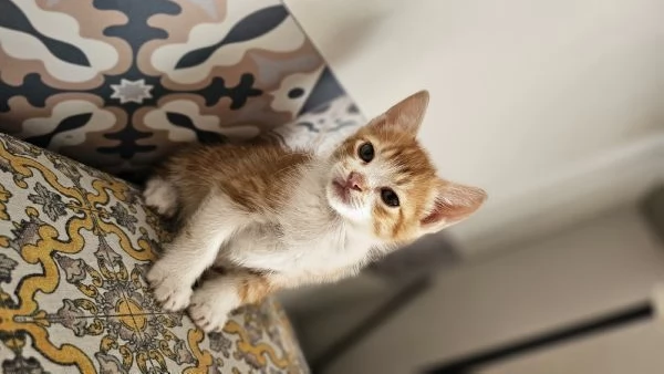 Gattino  2 mesi in regalo  | Foto 1