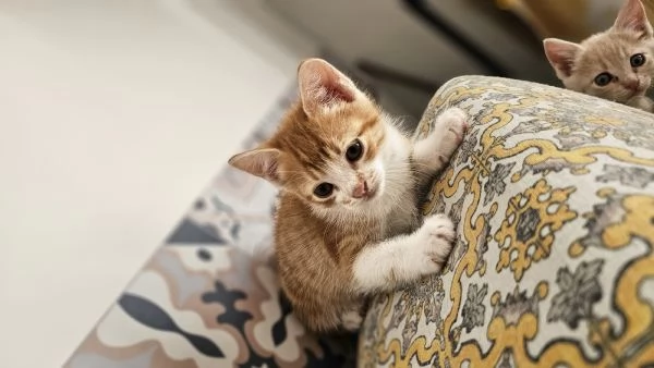 Gattino  2 mesi in regalo  | Foto 0
