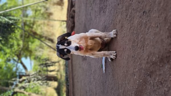 Cucciolo in regalo 