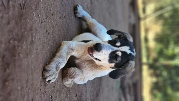 Cucciolo in regalo  | Foto 1