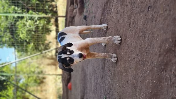 Cucciolo in regalo  | Foto 0