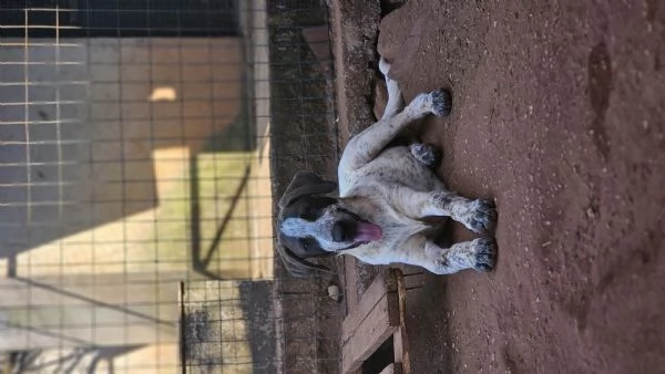 Giulio cane taglia grande