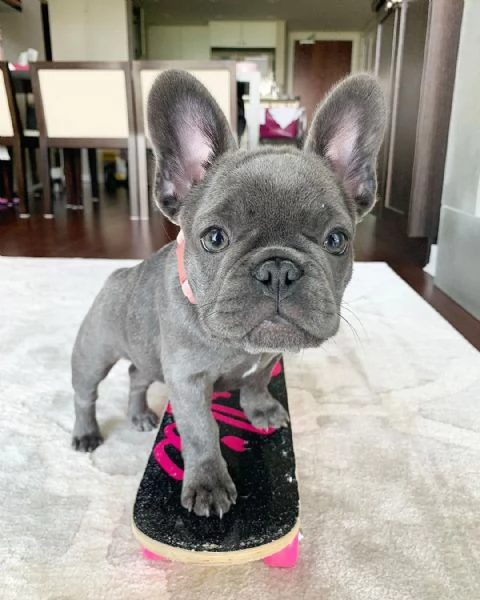 Bulldog