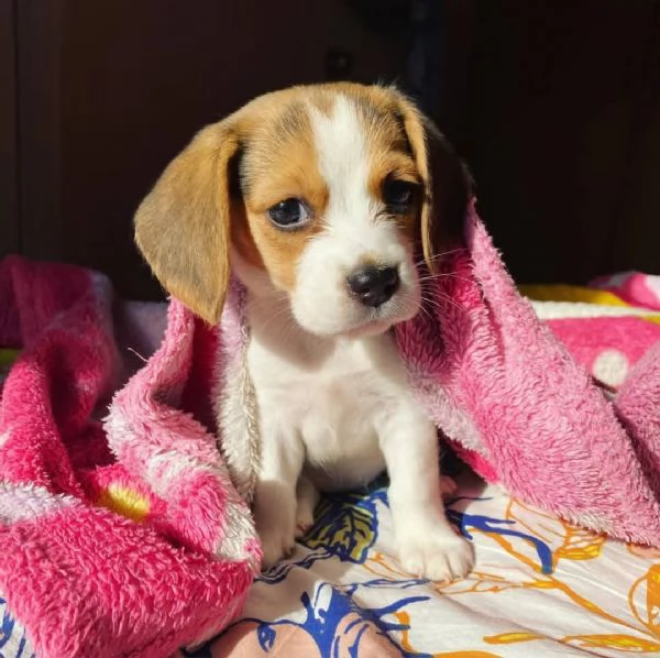 Beagle