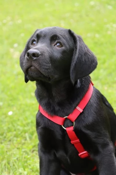 Cuccioli labrador retriver di hidden mesi | Foto 2