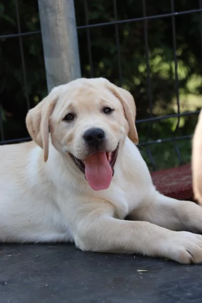 Cuccioli labrador retriver di hidden mesi | Foto 1