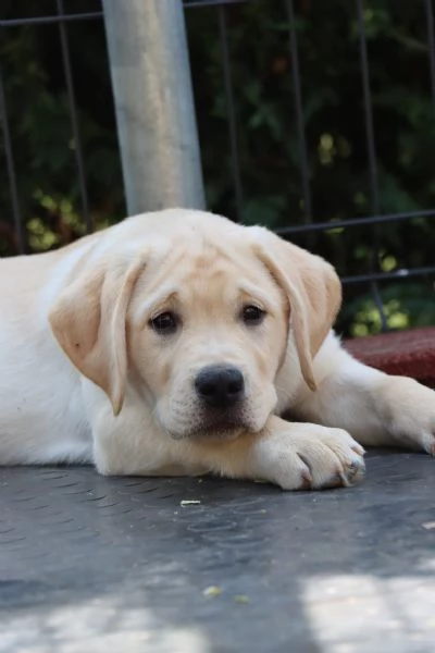 Cuccioli labrador retriver di hidden mesi