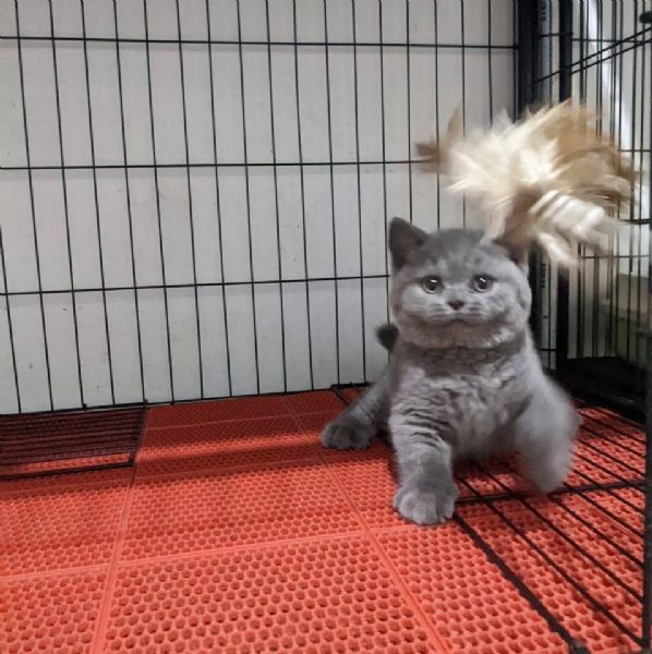 Due meravigliose British shorthair