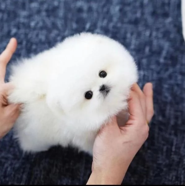 cuccioli di pomerania carini e adorabili disponibili per ladozione