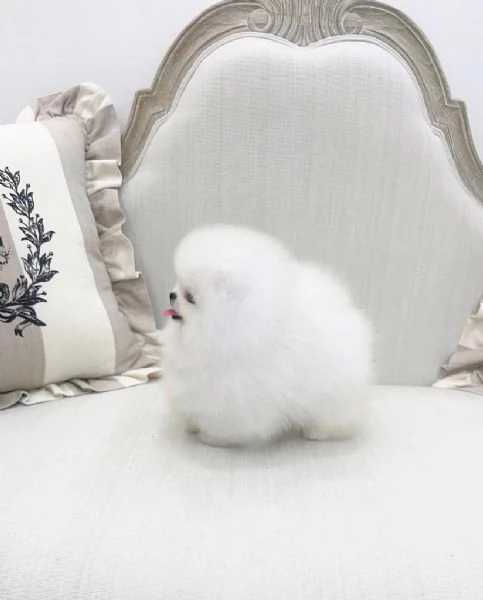 cuccioli di pomerania carini e adorabili disponibili per ladozione | Foto 0